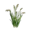 Rice Seedling