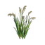 Rice Seedling