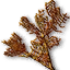 Buckthorn