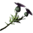 Thistle Branch