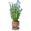 Flax Plant Pot