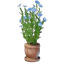 Flax Plant Pot