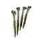 Elden-ring poisonbone-dart.webp