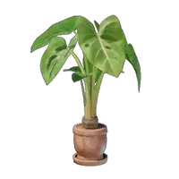 Taro Plant Pot