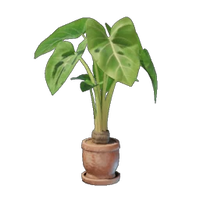 Taro Plant Pot