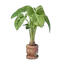 Taro Plant Pot