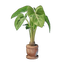Taro Plant Pot
