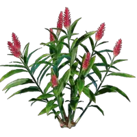 Ginger Seedling