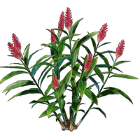 Ginger Seedling