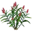 Ginger Seedling