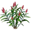 Ginger Seedling