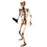 Skeleton