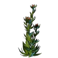 Algae Seedling