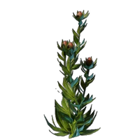Algae Seedling
