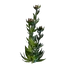 Algae Seedling