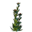 Algae Seedling