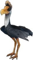 Round-Billed Sailer