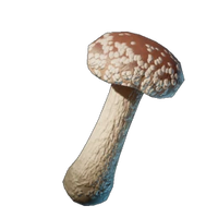Shiitake Mushroom
