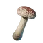Shiitake Mushroom