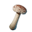 Shiitake Mushroom