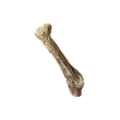 Dragon's Dogma 2 Rugged Bone.webp