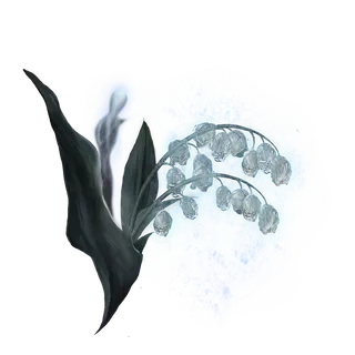 Ghost Glovewort [5]