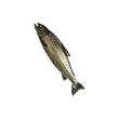 Dragon's Dogma 2 Aged Shorefish.webp