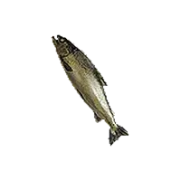 Aged Shorefish