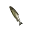 Aged Shorefish
