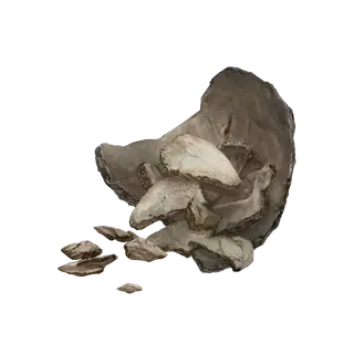 Human Bone Shard