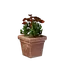 Square Red Flower Pot