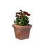 Square Red Flower Pot