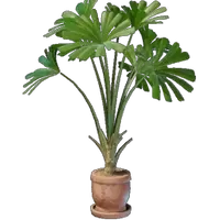 Licuala Plant Pot