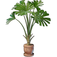 Licuala Plant Pot