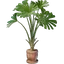 Licuala Plant Pot