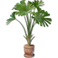 Licuala Plant Pot