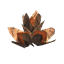 Beech Seeds