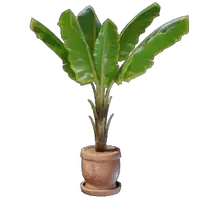 Banana Plant Pot