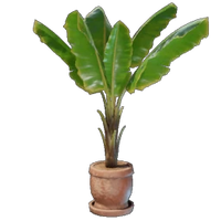Banana Plant Pot