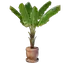 Banana Plant Pot