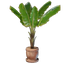 Banana Plant Pot
