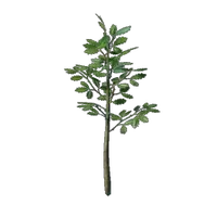 Oak Tree Seedling