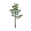 Oak Tree Seedling