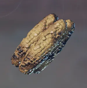 Roasted Corncob