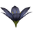 Stoneflower Petals