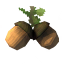 Acorns