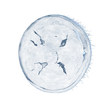 Elden-ring jellyfish-shield.webp