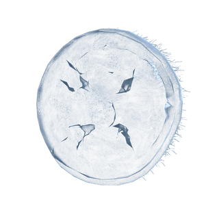 Jellyfish Shield