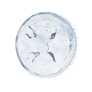 Jellyfish Shield
