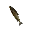 Dragon's Dogma 2 Rotten Shorefish.webp